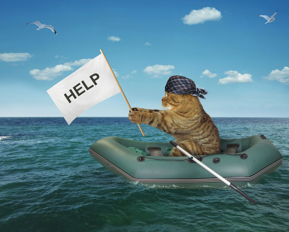 Cat in the inflatable boat needs help